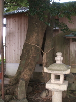 湯浅大宮顯國神社の御神木